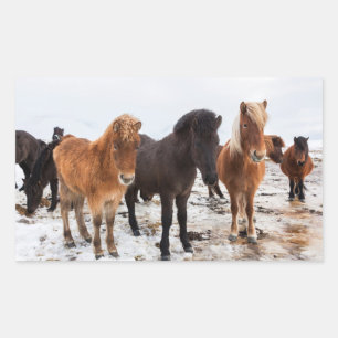 Icelandic Horse during winter on Iceland Rectangular Sticker