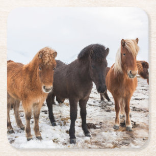 Icelandic Horse during winter on Iceland Square Paper Coaster