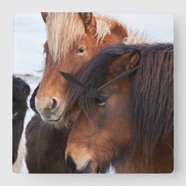 Icelandic Horse during winter on Iceland Square Wall Clock (Front)