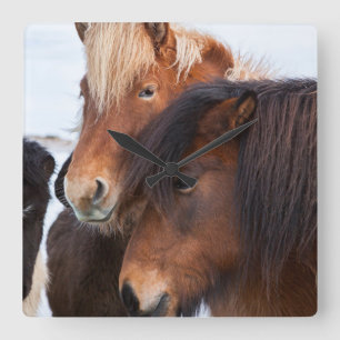 Icelandic Horse during winter on Iceland Square Wall Clock