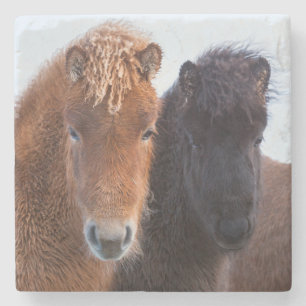 Icelandic Horse during winter on Iceland Stone Coaster