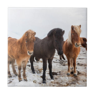 Icelandic Horse during winter on Iceland Tile
