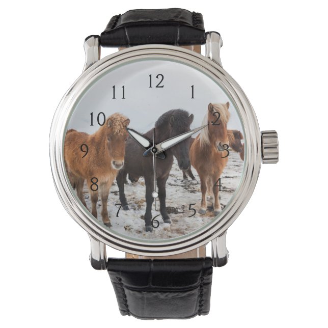 Icelandic Horse during winter on Iceland Watch (Front)