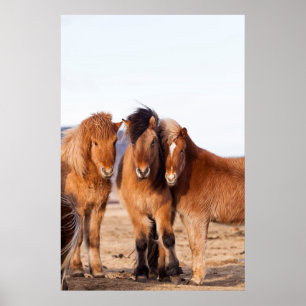 Icelandic Horse during winter Poster