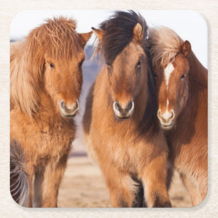 Icelandic Horse during winter Square Paper Coaster