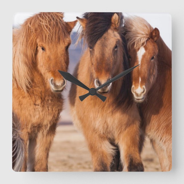 Icelandic Horse during winter Square Wall Clock (Front)