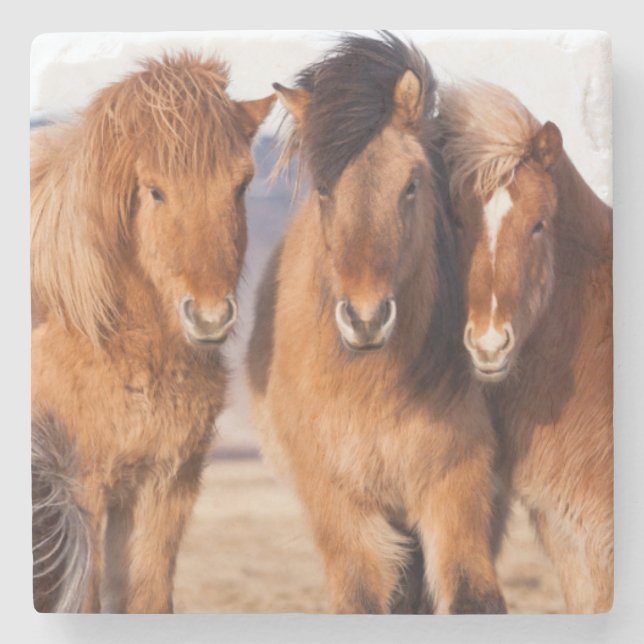 Icelandic Horse during winter Stone Coaster (Front)
