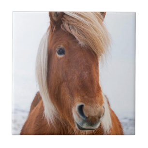 Icelandic Horse during winter Tile