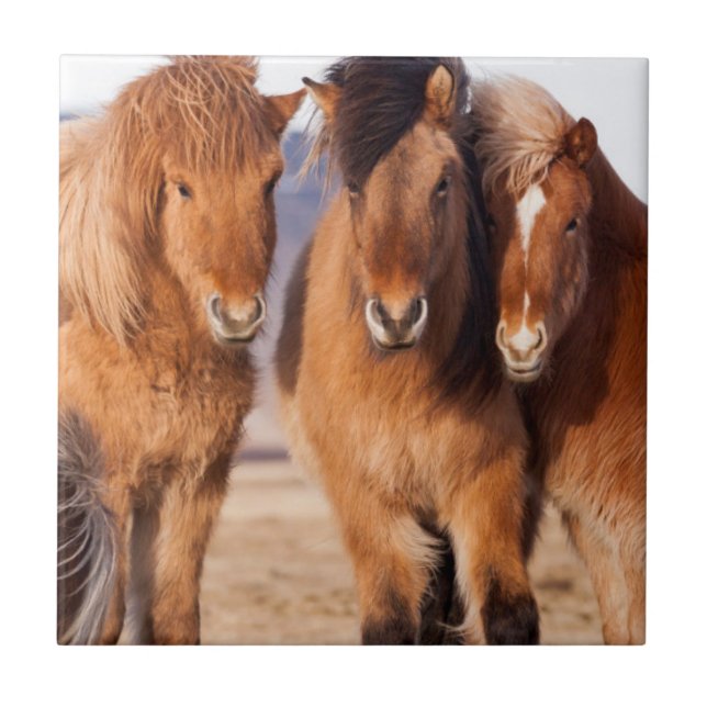 Icelandic Horse during winter Tile (Front)