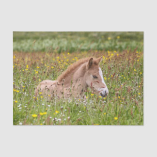Icelandic Horse Foal Tissue Paper