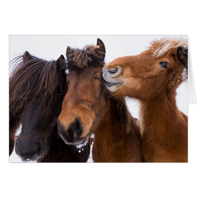 Icelandic Horse friends, Iceland (Front Horizontal)