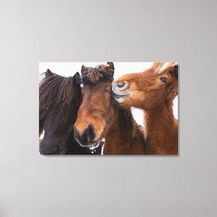 Icelandic Horse friends, Iceland Canvas Print