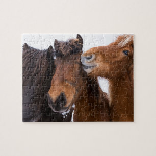 Icelandic Horse friends, Iceland Jigsaw Puzzle