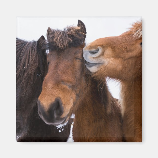 Icelandic Horse Friends, Iceland Magnet (Front)
