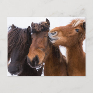 Icelandic Horse friends, Iceland Postcard