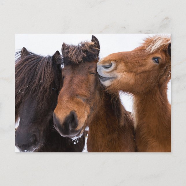 Icelandic Horse Friends, Iceland Postcard (Front)