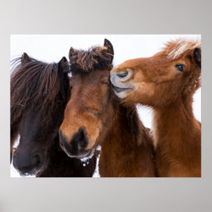 Icelandic Horse Friends, Iceland Poster