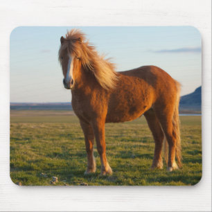 Icelandic Horse in Sunset Light Mouse Mat
