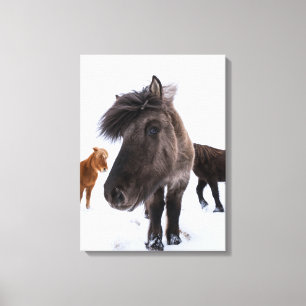 Icelandic Horse portrait, Iceland Canvas Print