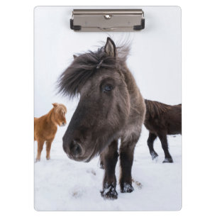 Icelandic Horse portrait, Iceland Clipboard