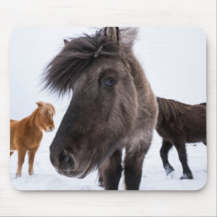 Icelandic Horse portrait, Iceland Mouse Mat