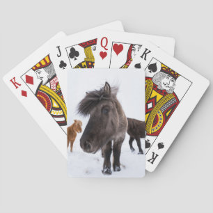 Icelandic Horse portrait, Iceland Playing Cards