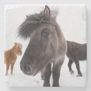 Icelandic Horse portrait, Iceland Stone Coaster