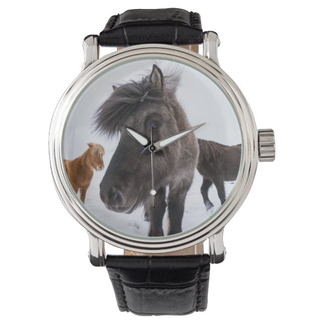 Icelandic Horse portrait, Iceland Watch (Front)