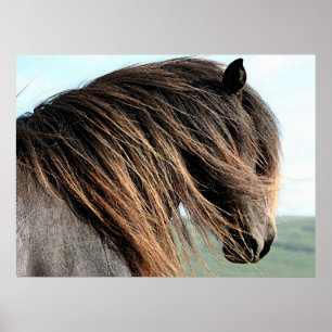 Icelandic Horse Portrait Poster Print