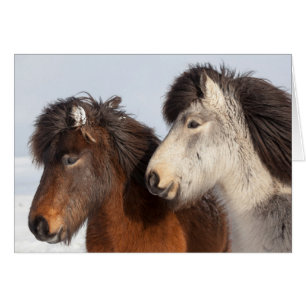 Icelandic Horse profile, Iceland