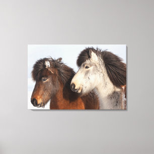 Icelandic Horse profile, Iceland Canvas Print