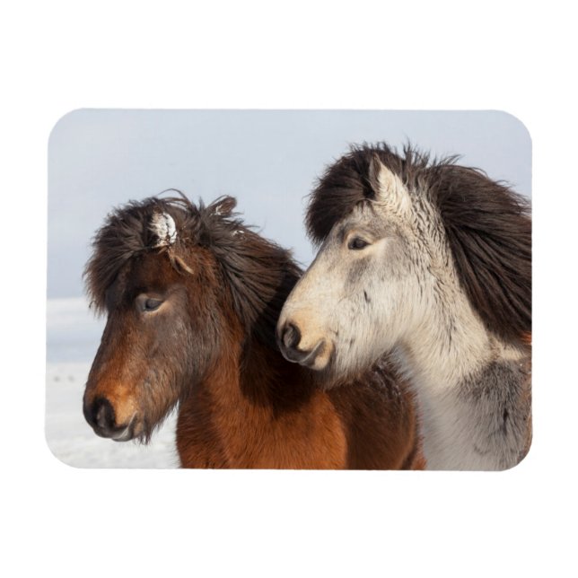 Icelandic Horse profile, Iceland Magnet (Horizontal)
