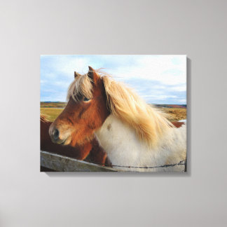 Icelandic horse with blonde mane canvas print