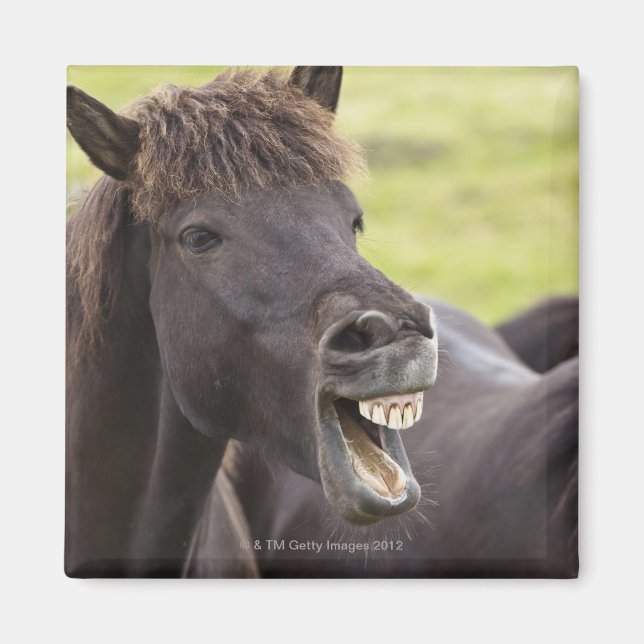 Icelandic horse with funny expression magnet (Front)