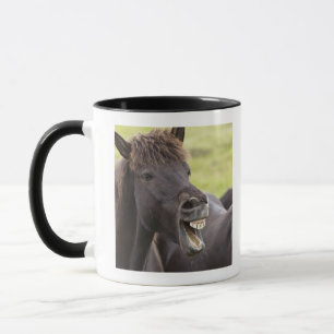 Icelandic horse with funny expression mug