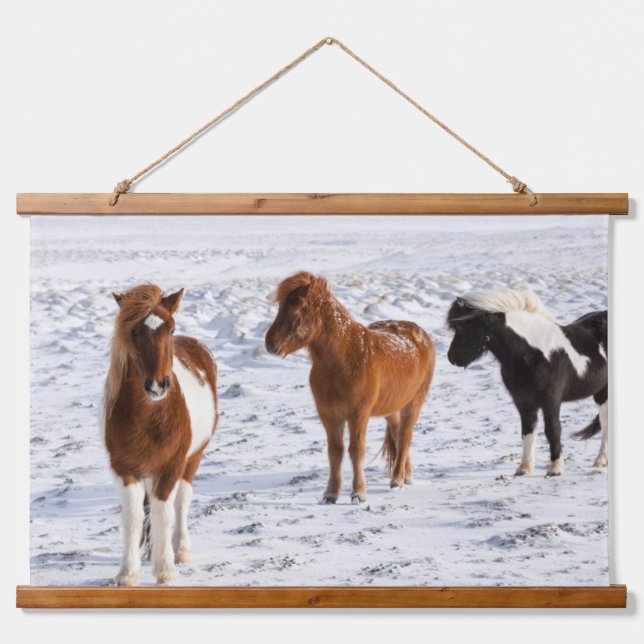 Icelandic Horse with Typical Winter Coat Hanging Tapestry (Front)