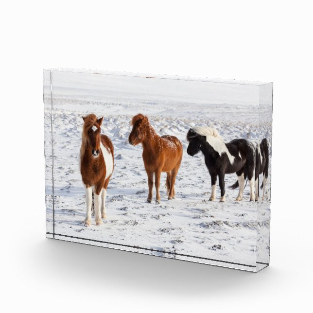 Icelandic Horse with Typical Winter Coat Photo Block (Right)