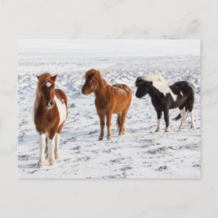 Icelandic Horse with Typical Winter Coat Postcard