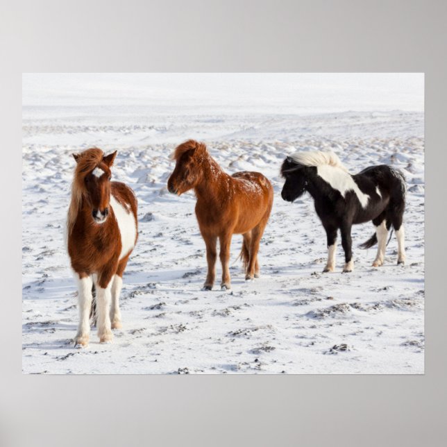 Icelandic Horse with Typical Winter Coat Poster (Front)