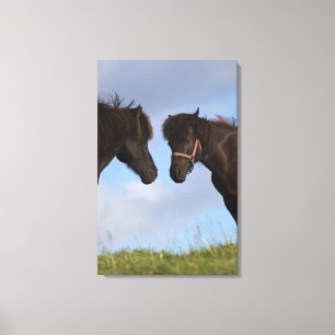 Icelandic horses facing each other canvas print