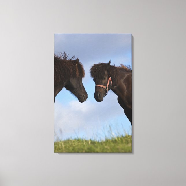 Icelandic horses facing each other canvas print (Front)