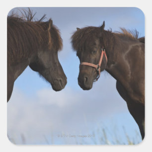 Icelandic horses facing each other square sticker