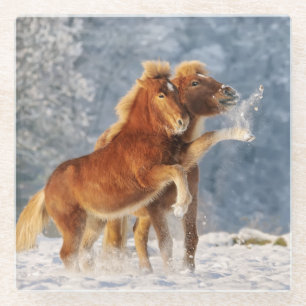 Icelandic Horses Foal Playing in Snow Funny Photo Glass Coaster