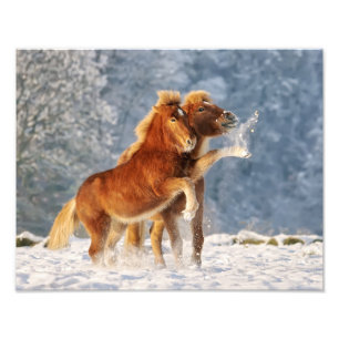 Icelandic Horses Foal Playing in Snow Funny Photo Print