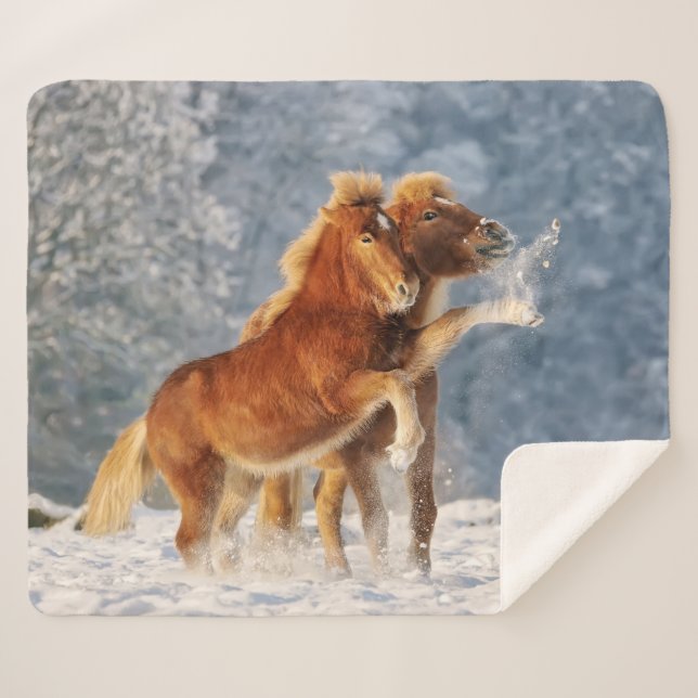 Icelandic Horses Foal Playing in Snow Funny Photo Sherpa Blanket (Front (Horizontal))