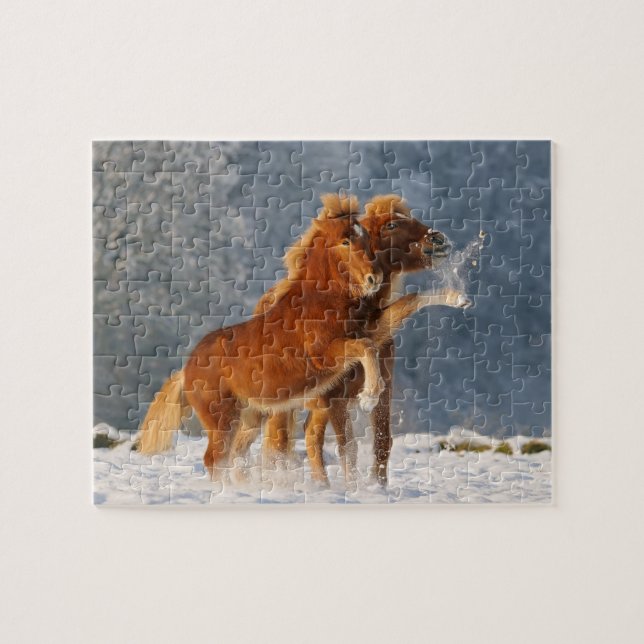 Icelandic horses foal playing in snow jigsaw puzzle (Horizontal)