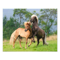 Icelandic Horses Funny Playing Rearing Paperprint