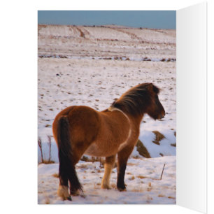 Icelandic Horses Galore