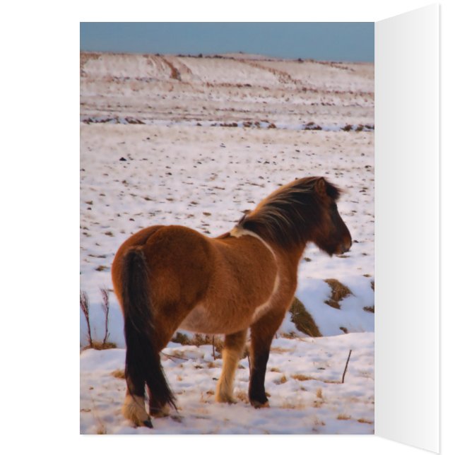 Icelandic Horses Galore (Inside (Left))