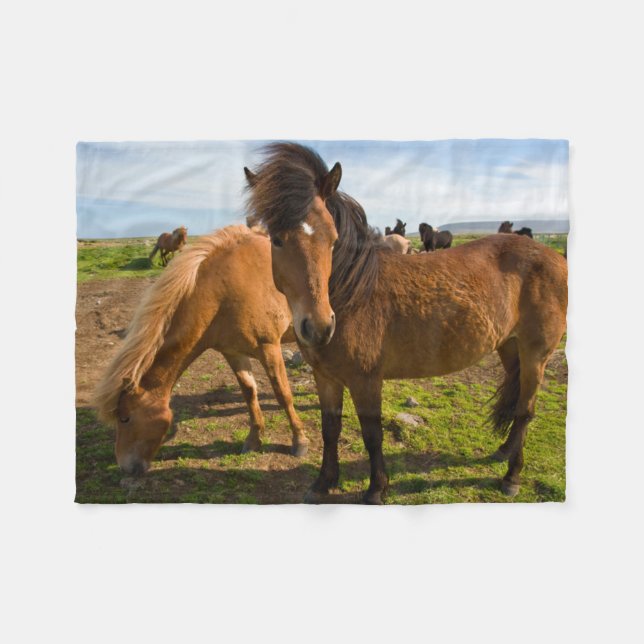 Icelandic Horses Graze Fleece Blanket (Front (Horizontal))